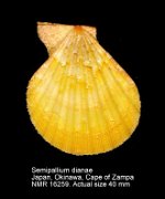 Semipallium dianae (4)